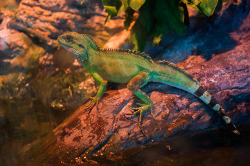 Lizard sitting on brown stone enjoying morning sun. Wildlife in Australia's rainforest, serious looking