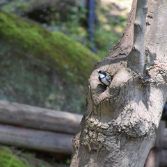 japanese great tita tit bird in front of nest / 巣穴から顔を出すシジュウカラ