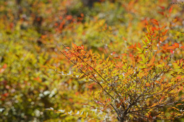 Beautiful shot of back light red leaves