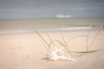 coquillage sur la plage au coucher du soleil