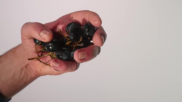 Crush purple grapes in hand on white background