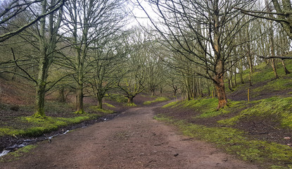 Treelined path leading to the Malvern Hills Worcestershire