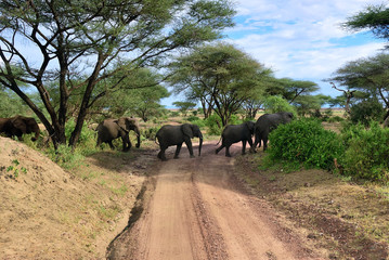 Naklejka na ściany i meble African elephants in Lake Manyara National Park Tanzania