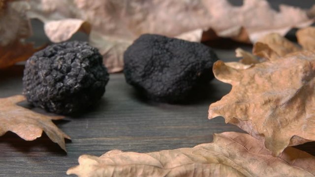 Hand takes a tuber black truffle from dark wooden surface with oak leaves