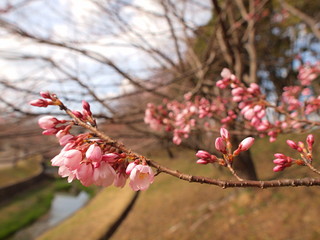 荘川桜の花