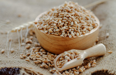 pearls barley grain seed on background
