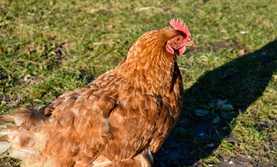 Red Brown Female Chicken Bird On The Grass In The Sun With Shadow Farm