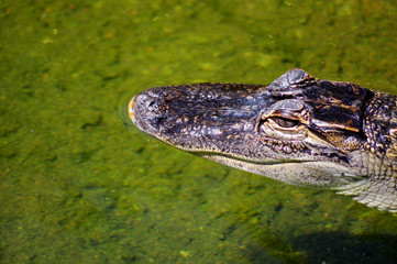 caiman, crocodile 