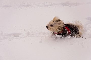 Cute poodle in the snow