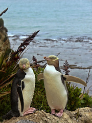 Fototapeta premium The most precious penguin living, Yellow-eyed penguin, Megadyptes antipodes, New Zealand