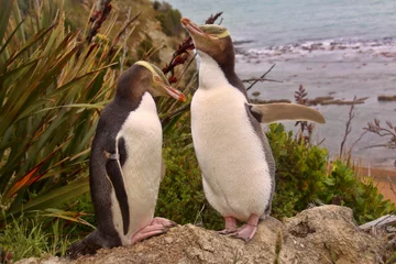 Poster De kostbaarste pinguïn die leeft, Geeloogpinguïn, Megadyptes antipodes, Nieuw-Zeeland © vladislav333222