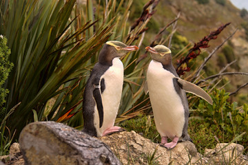 Fototapeta premium Najcenniejszy żyjący pingwin, pingwin żółtooki, antypody Megadyptes, Nowa Zelandia