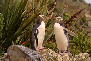 Plexiglas foto achterwand De kostbaarste pinguïn die leeft, Geeloogpinguïn, Megadyptes antipodes, Nieuw-Zeeland © vladislav333222