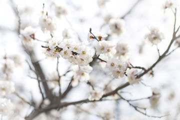 sunnyblooming branch of apricot colorful spring background