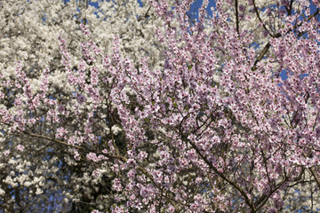 when the gorgeous cherry blossom blooms