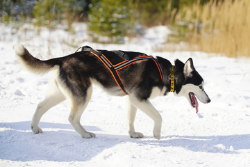 Tired black and white Siberian Husky dog with a harness walking on a snow after the winter sled dog training