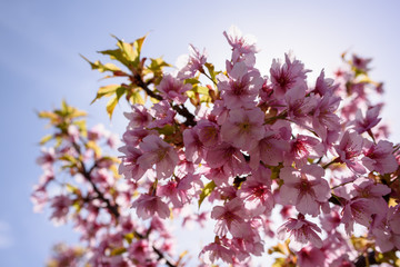長居公園の桜