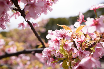長居公園の桜