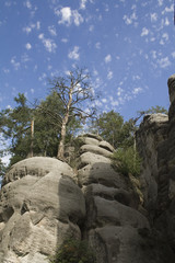 boulders, trees and sky in low angle