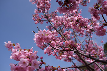 Obraz premium 長居公園の桜