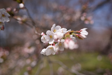長居公園の桜