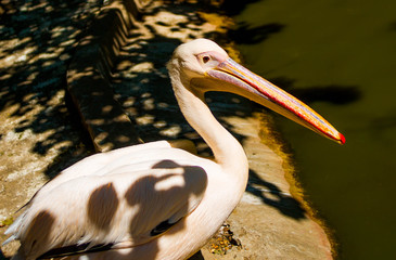 A group of animals are together on a nature background with text area. Animals range from an elephant, zebra, bear and rhino. Use it for a zoo