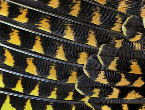 The colorful feathers of a bird closeup folded in a row like a fan