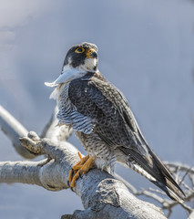 Peregrine Falcon