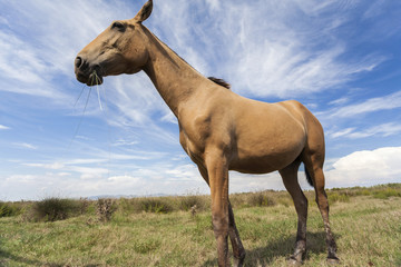Brown horse.