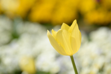 チューリップ