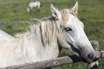 White horse, wooden fence.