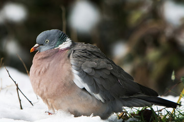 Common Wood Pigeon, Wood Pigeon, Columba palumbus