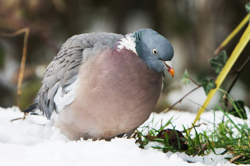 Common Wood Pigeon, Wood Pigeon, Columba palumbus