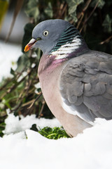 Common Wood Pigeon, Wood Pigeon, Columba palumbus