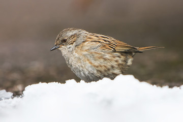 Birds - Dunnock, Prunella modularis