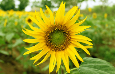 Obraz premium Sunflower