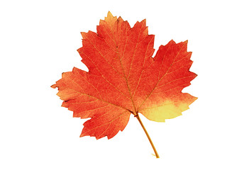 colorful leaf on isolated white background