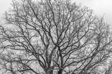 Tree, branches, no leaves, black and white.