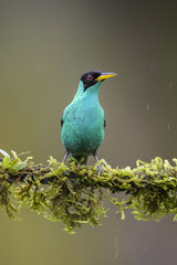 Green Honeycreeper - Chlorophanes spiza, beatiful small colorful honeycreeper from Costa Rica.
