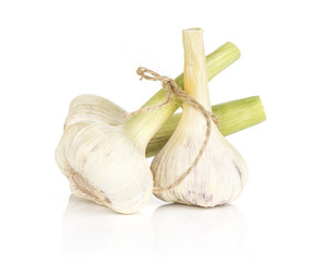 Three young garlic bulbs tied by burlap rope isolated on white background.