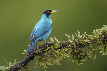 Green Honeycreeper - Chlorophanes spiza, beatiful small colorful honeycreeper from Costa Rica.