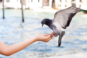 Feeding the dove in Venice, blurred background