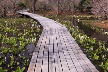 水芭蕉が咲いた湿原の歩道