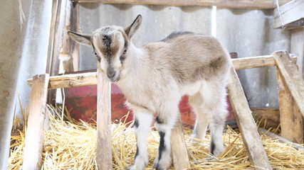  Ziege auf einem Bauernhof
