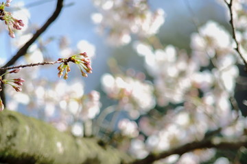 満開の桜の花と桜のつぼみ