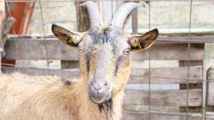  Ziege auf einem Bauernhof