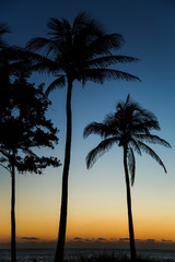 Fototapeta na wymiar Silhouette of Coconut Palm Trees on the Beach at Sunrise or Sunset with Blue and Orange Sky