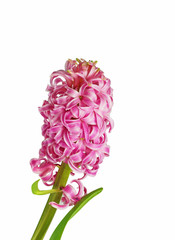 Close-up of Hyacinth in a white background, full flowering phase