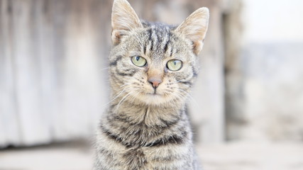 Naklejka premium Kot rolniczy