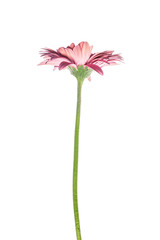 Colour gerber isolated on white background. Summer flowers